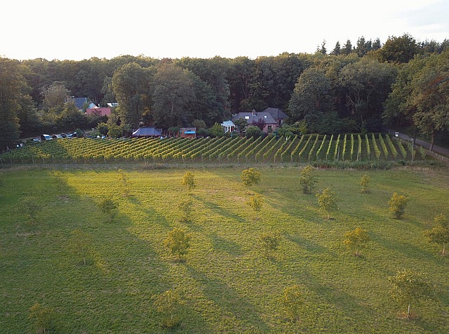 Overzicht wijngaard met Drone gemaakt
